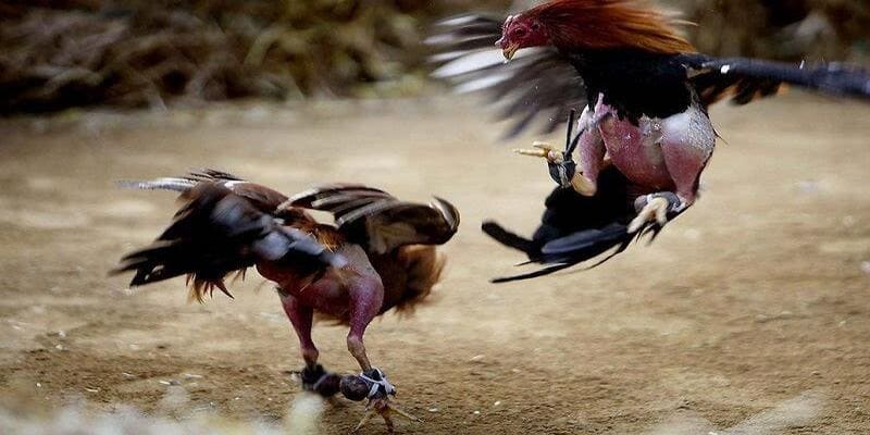 Đá gà cựa sắt cực kỳ hấp dẫn