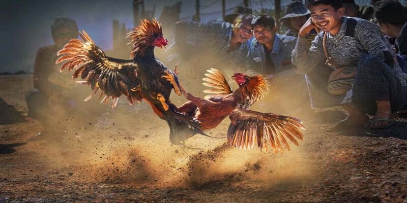 Quy trình tham gia đá gà 77WIN